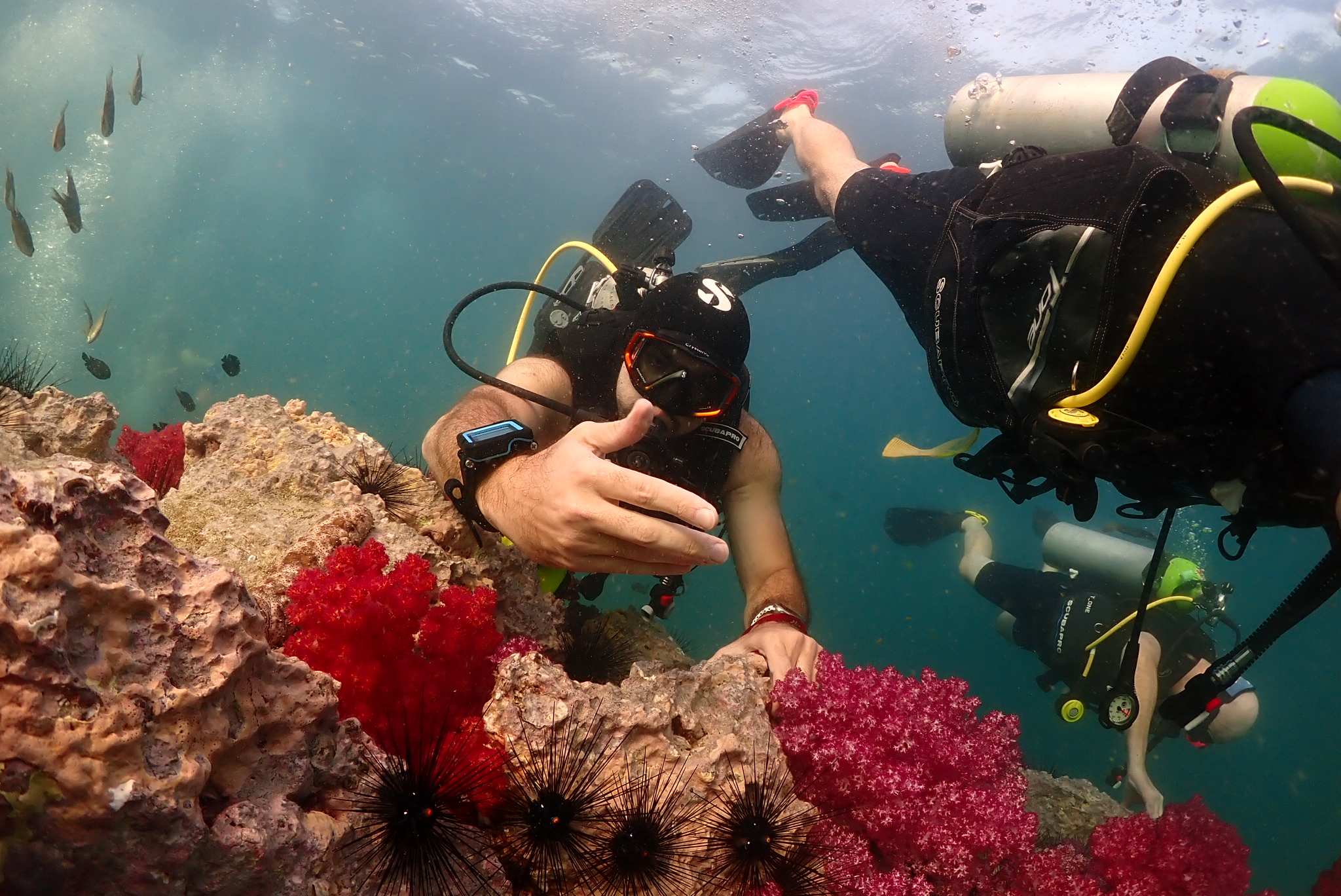 Strong ocean current visible in the water column. The universal underestimate among scuba divers.
