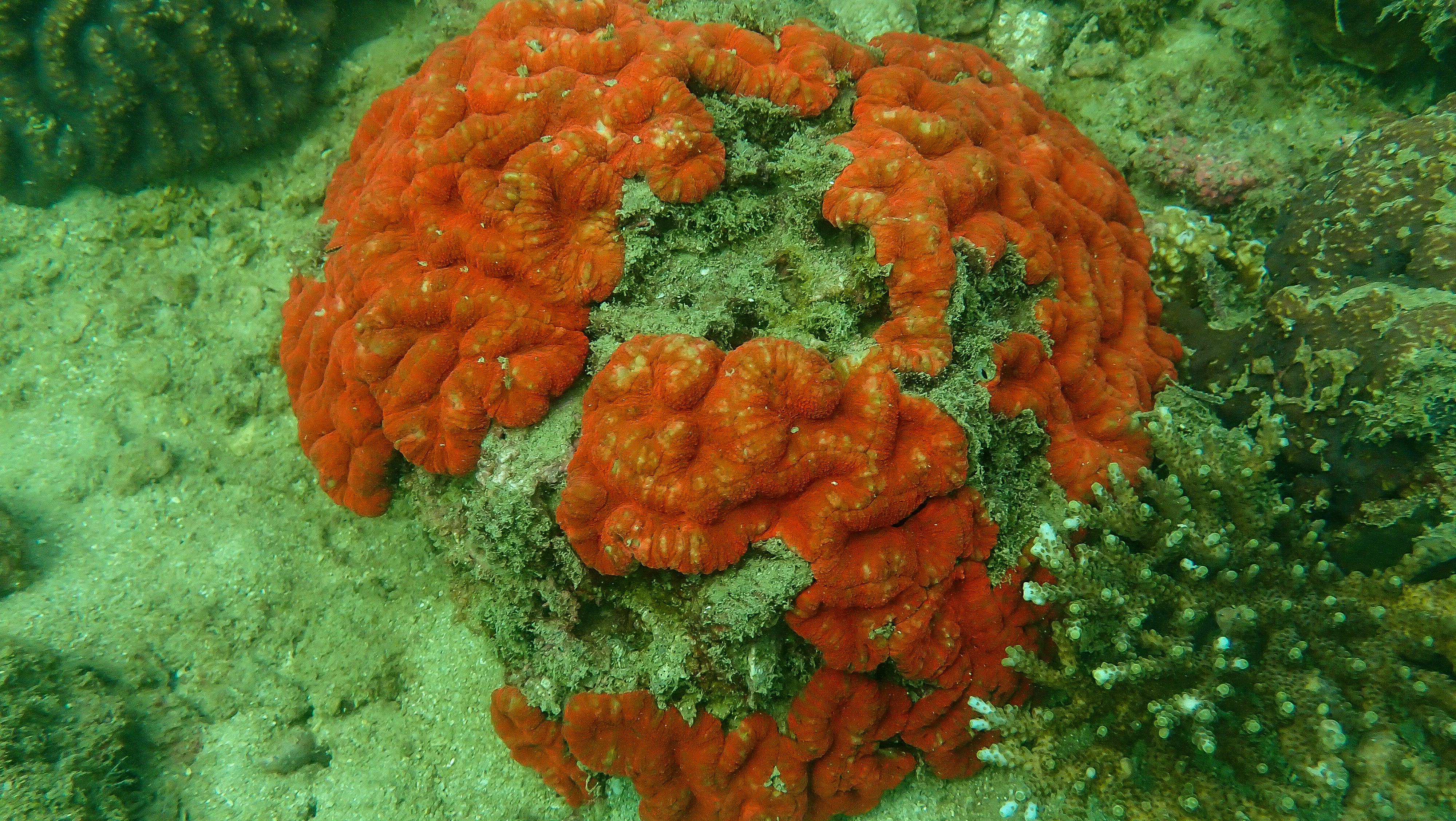 Fire coral in shallow water. Dead coral cuts you before any predator will.