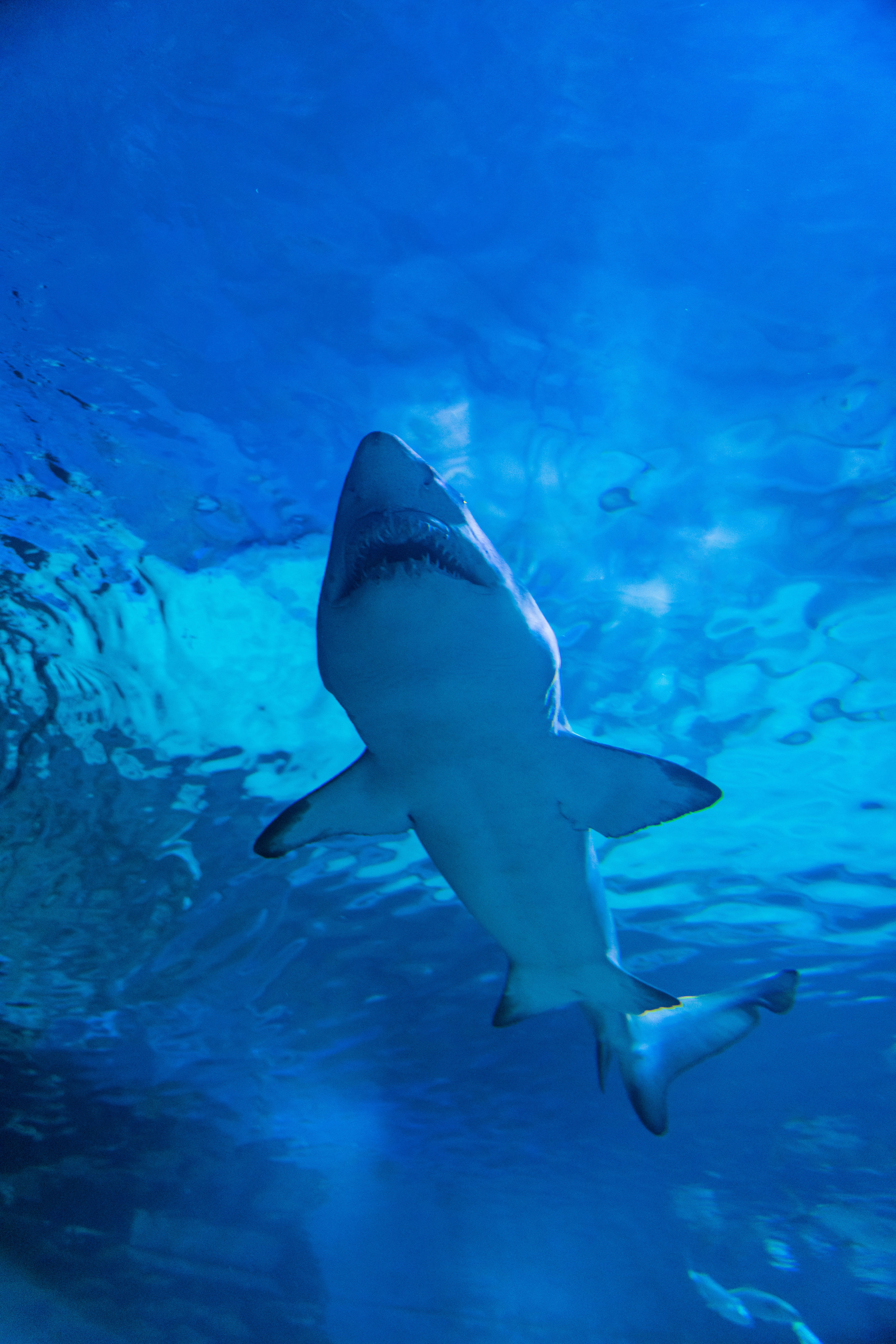 Grey reef shark cruising past a scuba diver. The mind arrives at the dive already loaded with shark imagery from film and television.